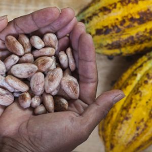 Kakaobohnen in Hand